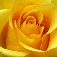 YellowRoseRetail YellowRoseRetail