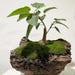 PlantTipz