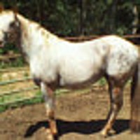 DesertHorseGoods