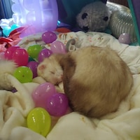 TheRummagingFerret