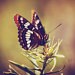 Small Things