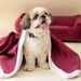 FourleggedbabiesDE
