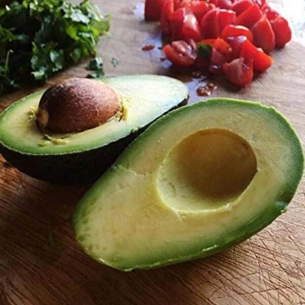 COLD HARDY GOMERA 1 MANGO TREE visual data 7