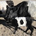 Buyer Avatar