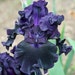ThatBloomingIrisShop