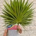 CAFlowerGrowers
