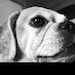 puggleannstreasures