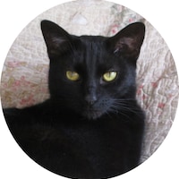 ThePrimitiveBlackCat