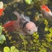 AveryAquatics