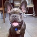 Pawsonalize