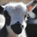 Jacob Fleece Farm