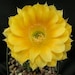CactusbyBlossom