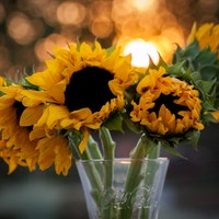 IrishEyesPhotographs