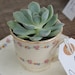 SayIDoSucculents
