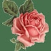 Victorian Rose Tea Co and  Rose Cottage Soaps avatar