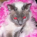 KMissy88 avatar