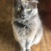 The Fat Cat