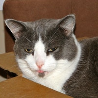 FelinePurrtyDesigns