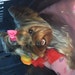 Buyer Avatar