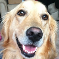 HappyValleyDog
