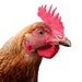 Laser Chicken Studio