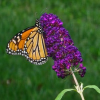 PurpleDoorStudio24