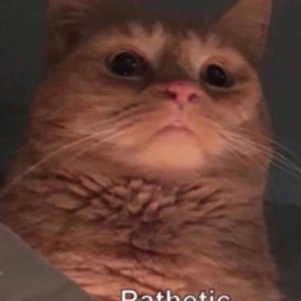 Fluffy White Cat Ears Fur Leather Realistic Cosplay Kitten Pet Play