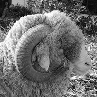 Aschlandliebe