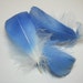 Blue Feathers