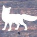B and E Fox