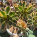 HCSUCCULENTGARDEN