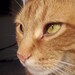 Lavon O'Connor avatar