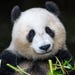thefabricpanda