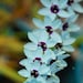 AurorasGardenShop