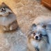 HappyPomsCreations