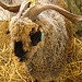 WoolWorkForYarn