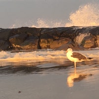 FoundAlongTheShores