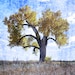 christheisen1