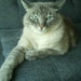 Kat Meowington