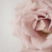 Bridin Photography avatar