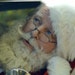 Santa Flavious