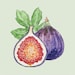 FigPaperie