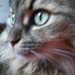 Buyer Avatar