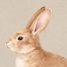 BrambleBunnyDesigns