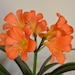 LittlewestCraftShop