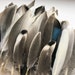 FeathersAddict