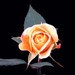 pastperfect avatar