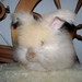 Angora Amora