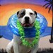 Buyer Avatar