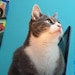Andie Furry
